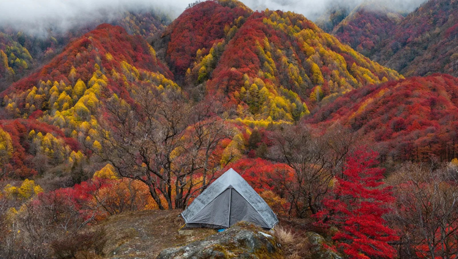Autumn Leaves by Elevation: Timing Koyo So You Never Miss It